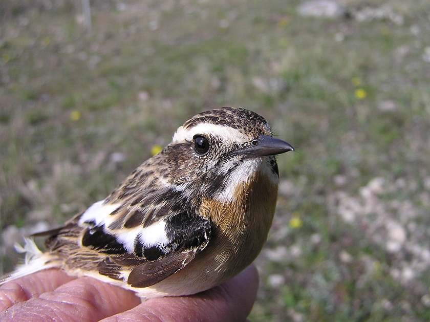 Whinchat, Sundre 20080502